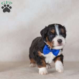Charlie, Mini Bernedoodle Puppy